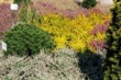 Vřesoviště s pestrou směsí odrůd vřesu (Calluna vulgaris) je pro oblasti s písčitou půdou skvělou volbou: žlutý vřes Boskoop, bílý vřes Sandy, zakrslá borovice Pinus silvestris Globasa Vividis, vzadu červený vřes Red Star a vpravo vřes Aphrodite 