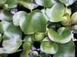  Tokozelka (Eichhornia crassipes) „vodní hyacint“ 