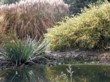  Zleva doprava: ozdobnice (Miscanthus sinensis 'Silberfeder'), kosatce (Iris) a bambusy 