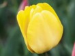  Na plátcích tulipánu si uvědomíte, že žádný květ není jen žlutý 