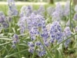  Plnokvětý modřenec (Muscari plumosum) patří mezi  nejméně náročné druhy s dlouhou dobou květu 