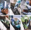  Jak osázíte truhlík  Hyacinty a Modřenci. 1)Připravte vše potřebné, 2)Smíchejte substrát s pískem, 3)Cibule vyjměte z květináče, 4)Urovnejte je do truhlíku, 5)Přisypte zem a dobře přitlačte cibule, 6)Jednotlivé druhy prostřídejte 