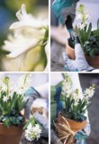  Jak aranžovat květináč s Hyacinty. 1)Opatrně umístěte hyacinty do květináče, 2)Doplňte je břečťanem, 3)Nakonec ovažte květináč lýkem 