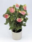  Anthurium Rosario 