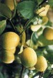  Citrus limon 