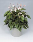  Anthurium Sonette 