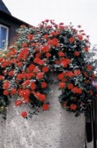 Verbena x hybrida (sporýš zahradní). Nechte ho přezimovat na světlém bezmrazém místě, případně ho nařízkujte a uchovejte mladé rostliny 
