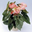  Anthurium Trampolino 