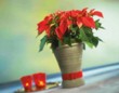  Poinsettia (Euphorbia pulcherrima) - vánoční hvězda 