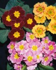  Kdo na jaře odolá barevným prvosenkám (Primula acaulis)?  