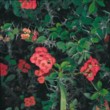  Trnová koruna (Euphorbia millii) 