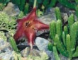  Květy smrdutky (Stapelia) mají tvar pěticípé hvězdy 