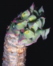  Všechny pryšce jsou jedovaté, vypadají různě, ale všechny roní jedovatou bílou šťávu (Euphorbia alfredii) 