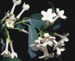  Stephanotis má bílé, silně vonící květy, často se přidává do svatebních kytic 