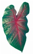  Všechny áronovité rostliny jsou více či méně jedovaté, patří k nim i užovník (Caladium) 