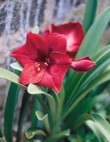  Hvězdník (Hippeastrum) se prodává jako hrnková i řezaná květina 