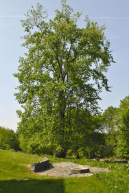 Výhled přes odpočívadlo na majestátní jilm habrolistý (Ulmus minor)
