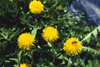 Smetanka lékařská neboli pampeliška (Taraxacum officinale)
