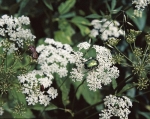 Bršlice kozí noha (Aegopodium podagraria)