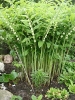Polygonatum multiflorum