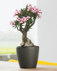 Adenium