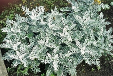 Starček přímořský 