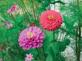 Ostálka (Zinina elegans)
