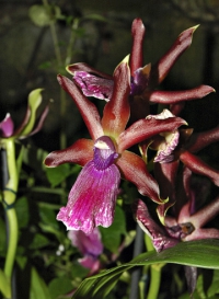 Skromný a odolný hybrid rodu Zygopetalum spolehlivě kvete a výrazně silně voní.